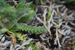 Perezia multiflora sonchifolia