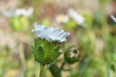 Perezia multiflora sonchifolia