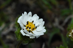 Perezia multiflora sonchifolia