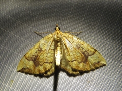 Eulithis populata