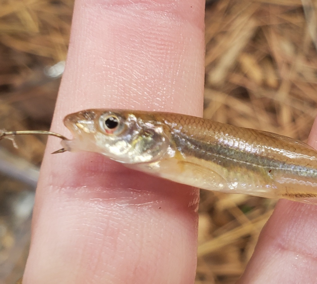 Bigmouth shiner (Notropis dorsalis) — Cyprinidae