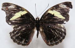 Catonephele numilia esite