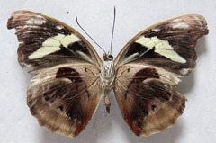 Catonephele numilia esite