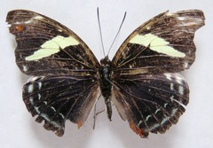 Catonephele numilia esite