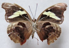 Catonephele numilia esite