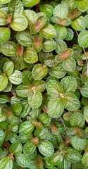 Pilea nummulariifolia