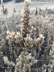 Veratrum californicum