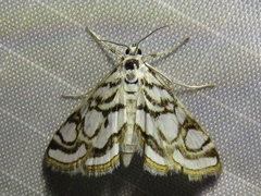 Nymphula nitidulata