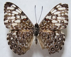 Hamadryas feronia farinulenta