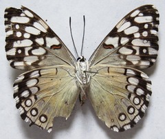 Hamadryas feronia farinulenta