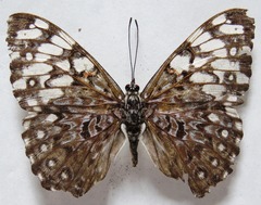 Hamadryas feronia farinulenta