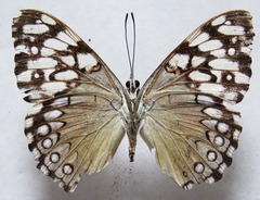 Hamadryas feronia farinulenta