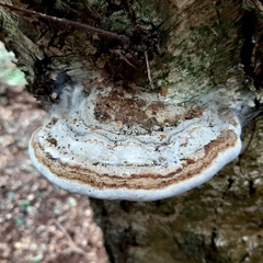 Fomes fomentarius