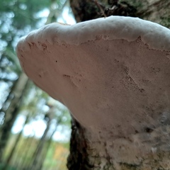 Fomes fomentarius