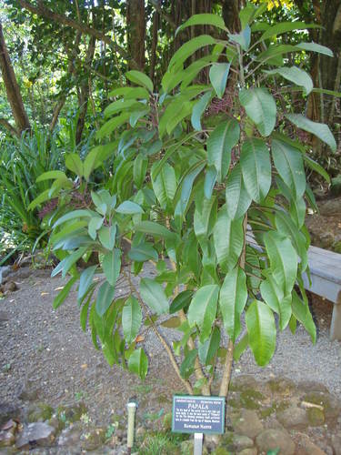 Charpentiera elliptica