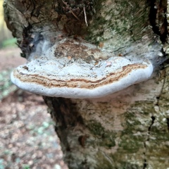 Fomes fomentarius