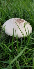 Chlorophyllum molybdites image