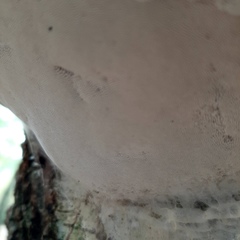 Fomes fomentarius