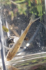 Notropis dorsalis