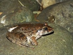 Limnonectes macrodon