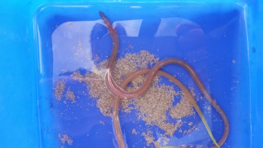 Yellowtail snake eel (Apterichtus flavicaudus) — Ophichthidae