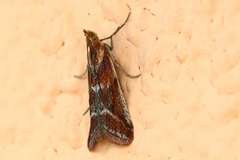 Ancylosis cinnamomella