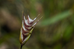 Chascolytrum brizoides