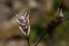 Chascolytrum brizoides