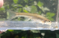 Notropis dorsalis