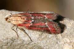 Ancylosis cinnamomella