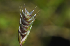 Chascolytrum brizoides