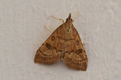 Udea fulvalis