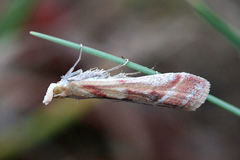 Ancylosis cinnamomella