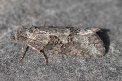 Cnephasia incertana