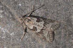 Cnephasia incertana