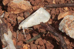 Cornifrons ulceratalis