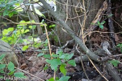 Aurantioporthe corni