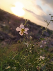 Kosteletzkya depressa