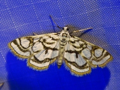 Nymphula nitidulata