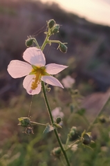 Kosteletzkya depressa