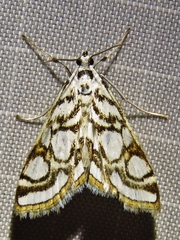 Nymphula nitidulata