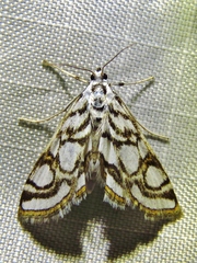 Nymphula nitidulata