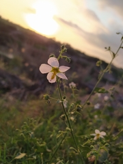 Kosteletzkya depressa