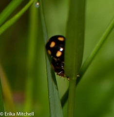 Brachiacantha decempustulata