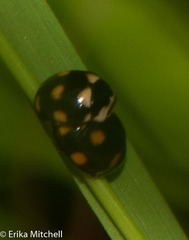 Brachiacantha decempustulata