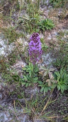Liatrinae