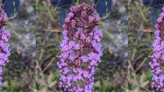 Liatrinae