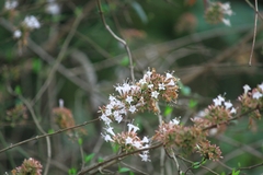 Abelia chinensis