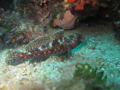 Gobius cruentatus