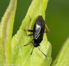 Capsus